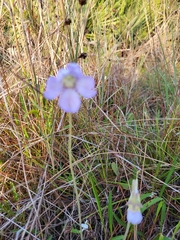 Pinguicula caerulea