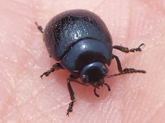 Chrysolina haemoptera