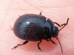 Chrysolina haemoptera