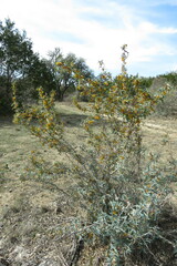 Berberis trifoliolata
