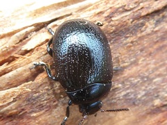 Chrysolina haemoptera