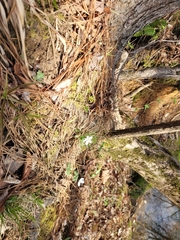 Thalictrum thalictroides