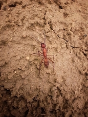 Ectatomma opaciventre