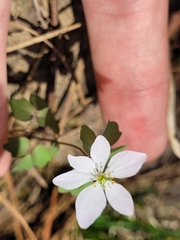Thalictrum thalictroides