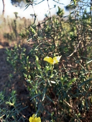 Cistus calycinus