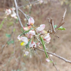 Coursetia glandulosa