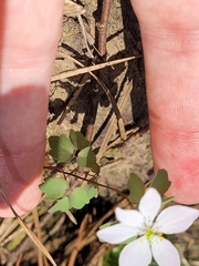 Thalictrum thalictroides