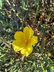 Cistus calycinus