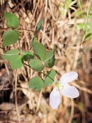 Thalictrum thalictroides