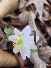 Thalictrum thalictroides