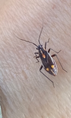 Capsodes sulcatus