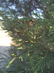 Juniperus turbinata