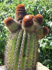 Melocactus intortus