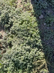 Acmispon brachycarpus