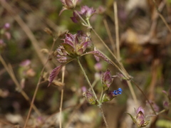 Strobilanthes pavala