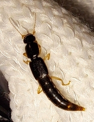 Pinophilus