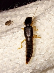 Pinophilus