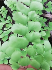 Adiantum amplum