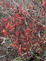Justicia californica