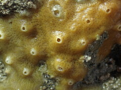 Halichondria panicea