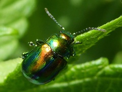 Chrysolina fastuosa