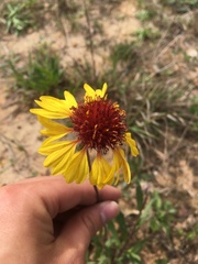Gaillardia aestivalis