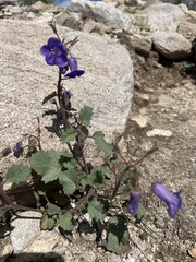 Phacelia minor