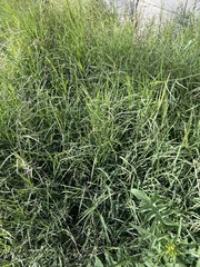 Panicum repens