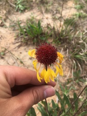 Gaillardia aestivalis