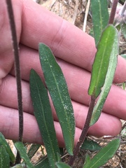 Gaillardia aestivalis