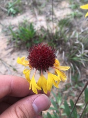 Gaillardia aestivalis