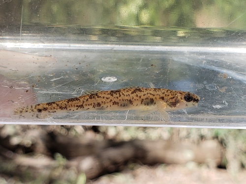 Etheostoma chlorosomum (Hay, 1881)