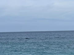 Megaptera novaeangliae