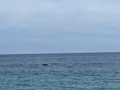 Megaptera novaeangliae