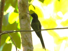 Heliodoxa imperatrix