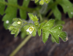Eucrypta chrysanthemifolia bipinnatifida