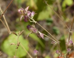 Strobilanthes pavala