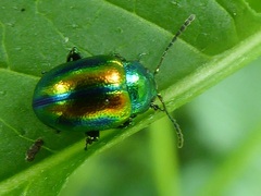Chrysolina fastuosa