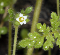Eucrypta chrysanthemifolia bipinnatifida