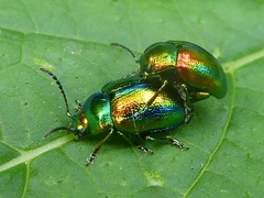 Chrysolina fastuosa