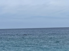 Megaptera novaeangliae