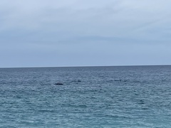 Megaptera novaeangliae