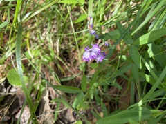 Glycine clandestina