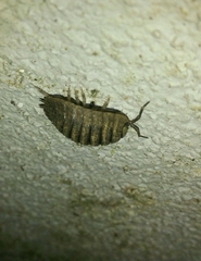 Porcellio dilatatus