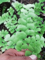 Adiantum amplum