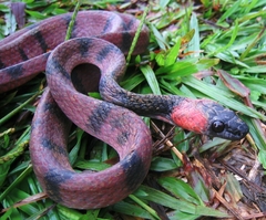 Siphlophis compressus