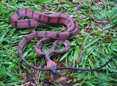 Siphlophis compressus