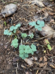 Aquilegia canadensis
