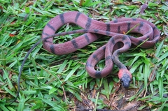Siphlophis compressus