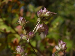 Strobilanthes pavala